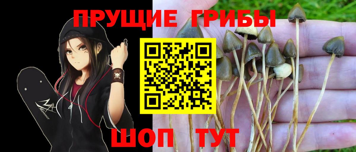Псилоцибиновые грибы Psilocybe Ревда